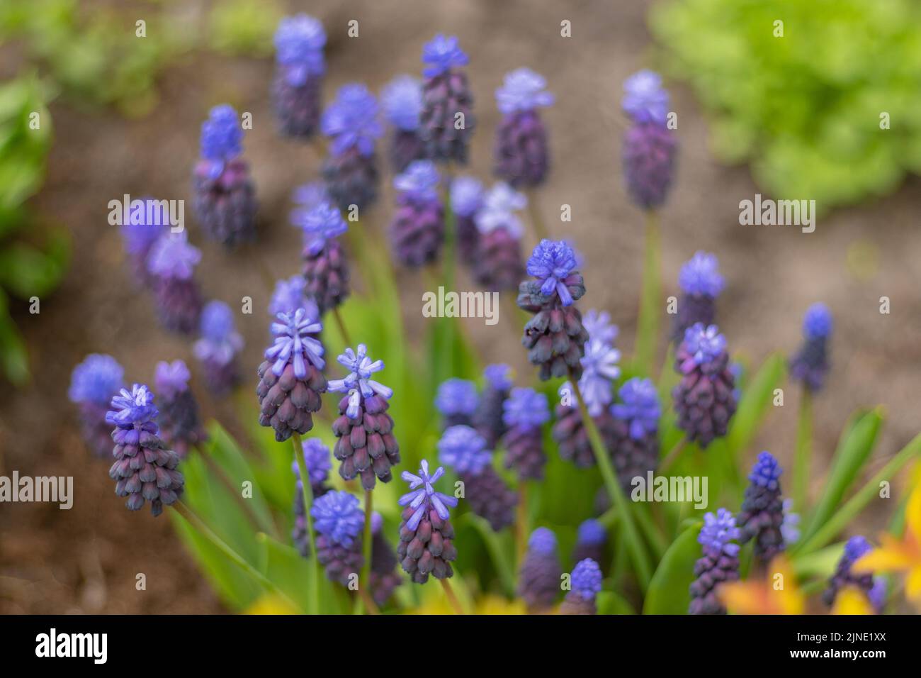 Muscari - fleurs violettes dans un lit de fleurs dans le jardin. Gros plan sur les boutons bleus. Fleur de printemps et d'été. Jacinthe de raisin. Fond floral coloré. Floraison Banque D'Images