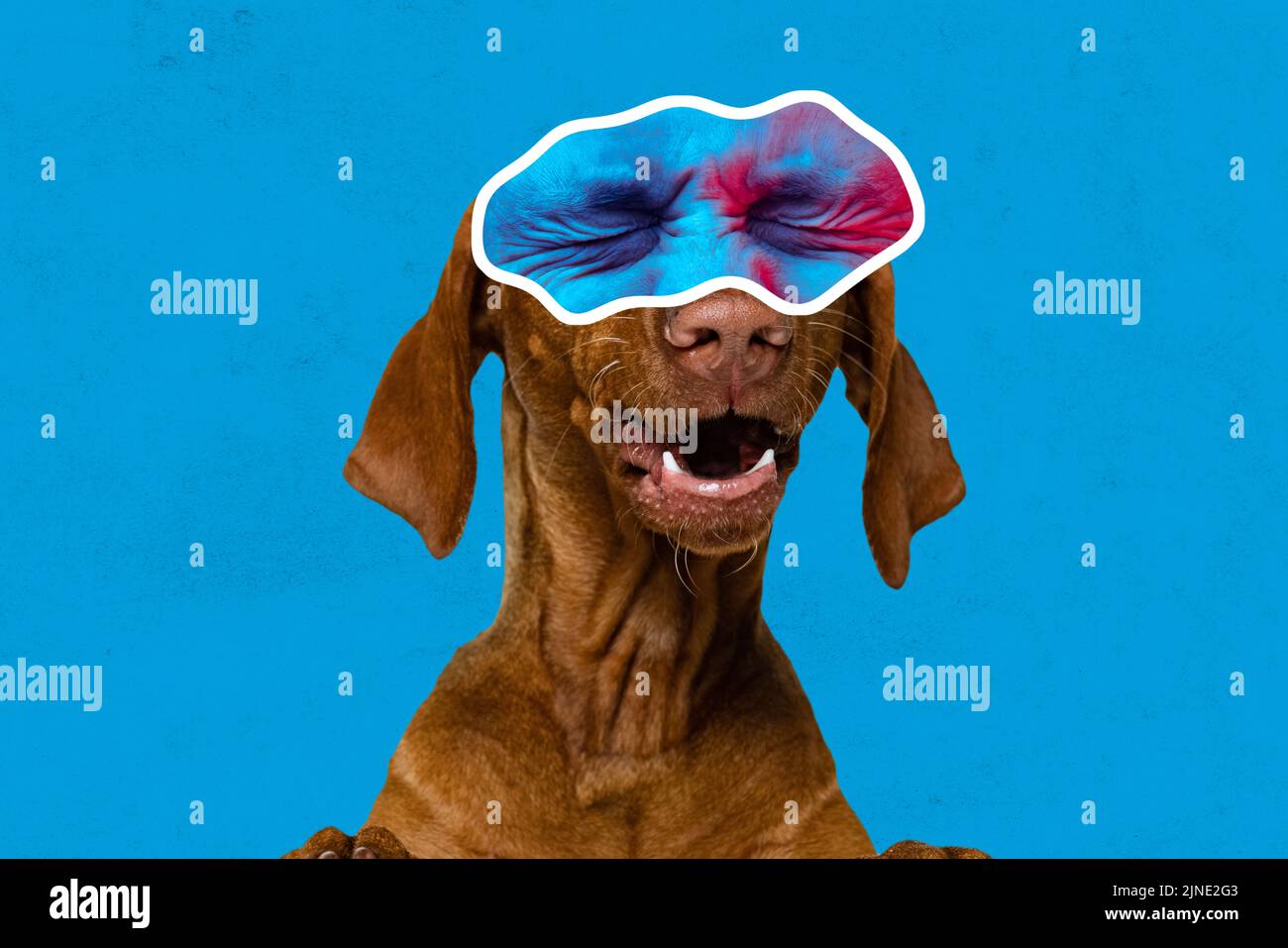 Collage de style magazine avec un chien mignon avec des yeux mâles exprimant différentes émotions isolées sur fond bleu. Lunettes surréalistes. Aspect animal Banque D'Images
