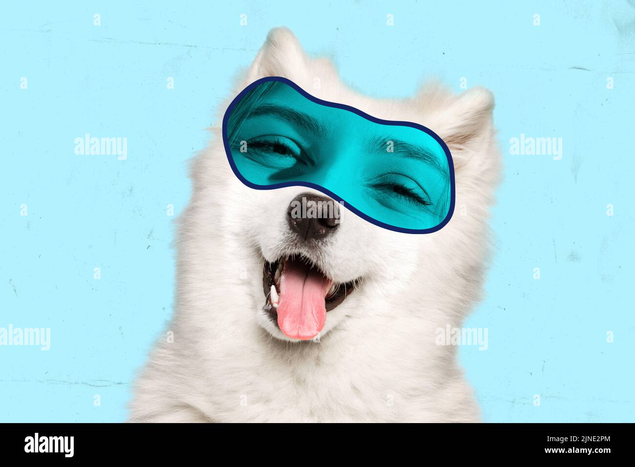 Mignon petit chien, blanc husky avec les yeux des femmes exprimer la satisfaction isolée sur fond bleu. Regard animal, émotions mémades drôles Banque D'Images