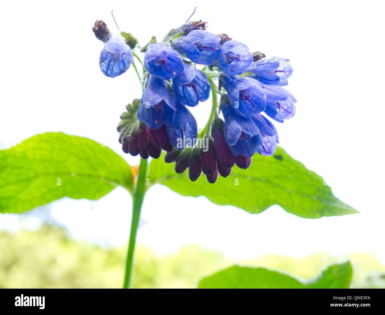 Une fleur de comfrey contre le ciel Banque D'Images