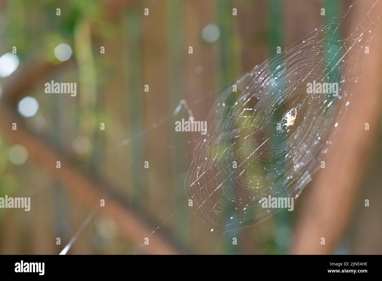 En été, les jardins de banlieue sont pleins d'araignées tournant leurs toiles Banque D'Images