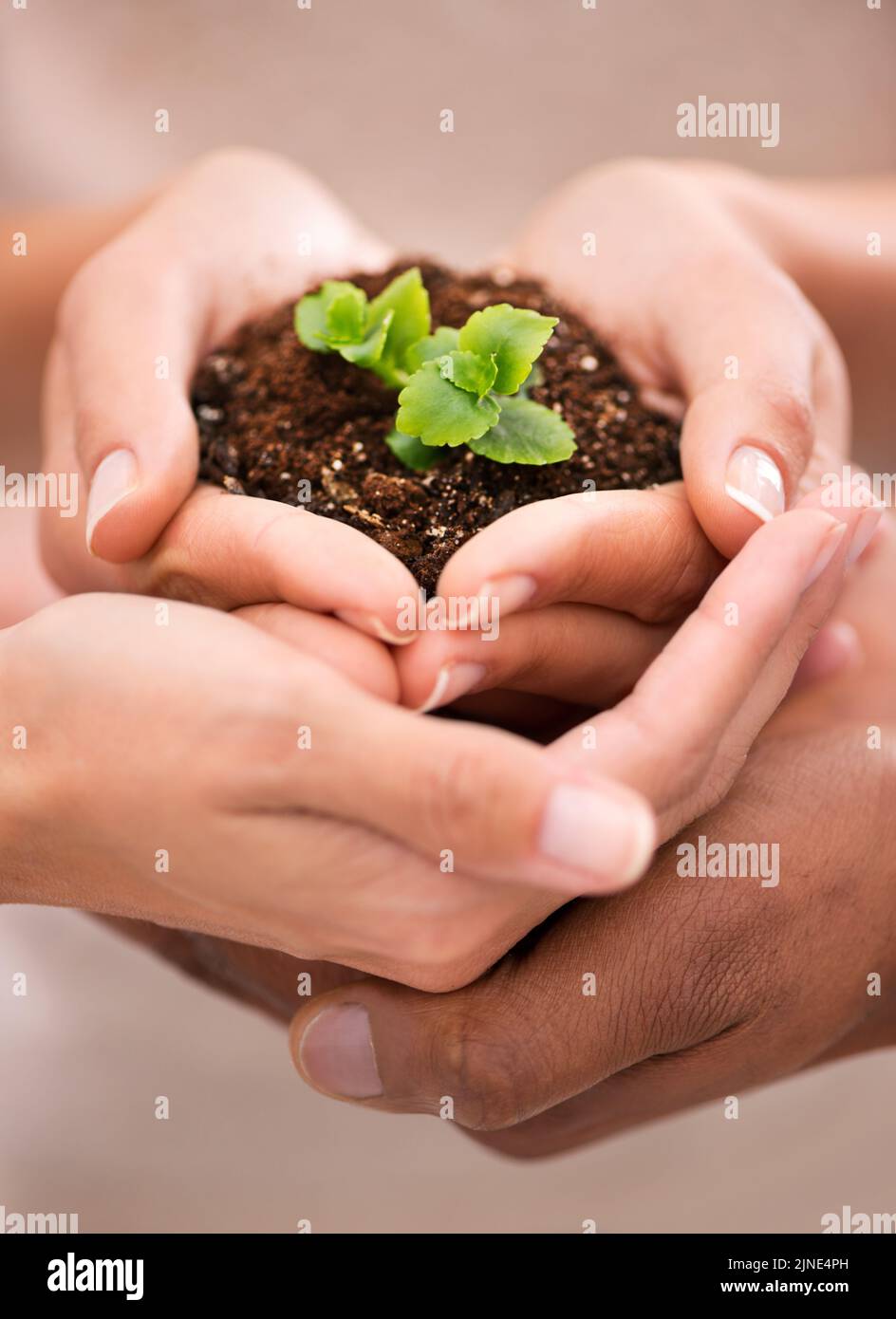 Aimer et prendre soin de la terre, les mains tenant une belle plante poussant du sol. Famille développant la croissance, l'écologie et prenant soin de Banque D'Images