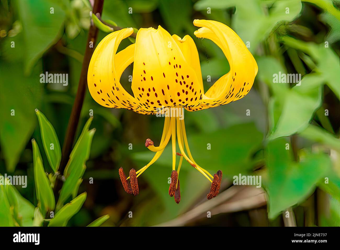 Lilium superbum, Lily de Cap de Turk jaune Banque D'Images