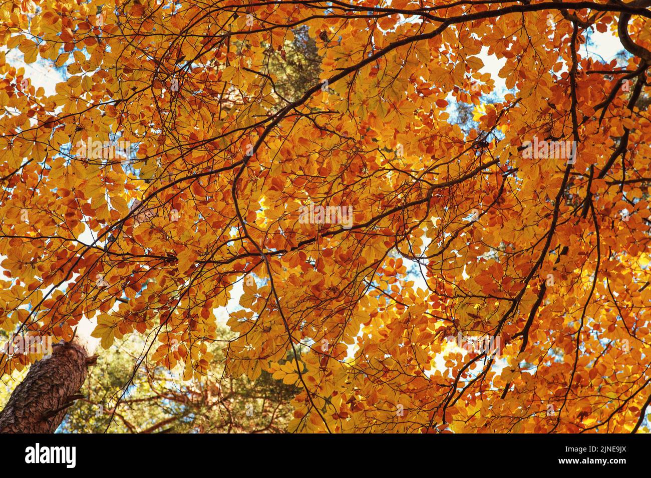 Recherche de feuilles d'automne de couleur orange jaune sur un hêtre Banque D'Images