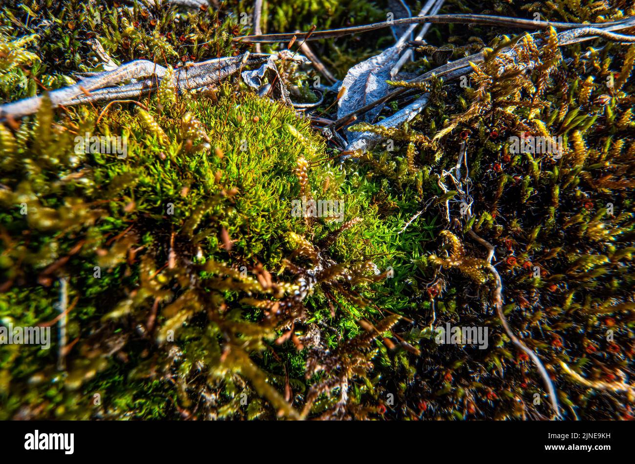 Mousse verte fine qui pousse sur les rochers près de la rivière, gros plan macro-détail Banque D'Images