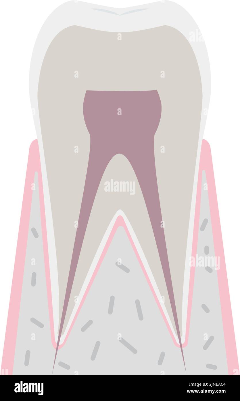 Illustration vectorielle simple du tableau anatomique des dents Illustration de Vecteur