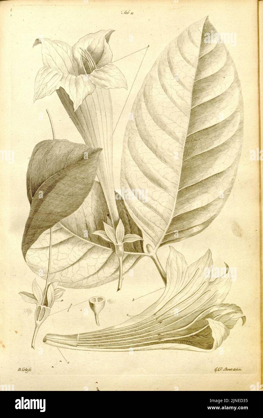 La fonction et l'histoire naturelle de la Jamaïque (tab. 9) (8141581226) Banque D'Images