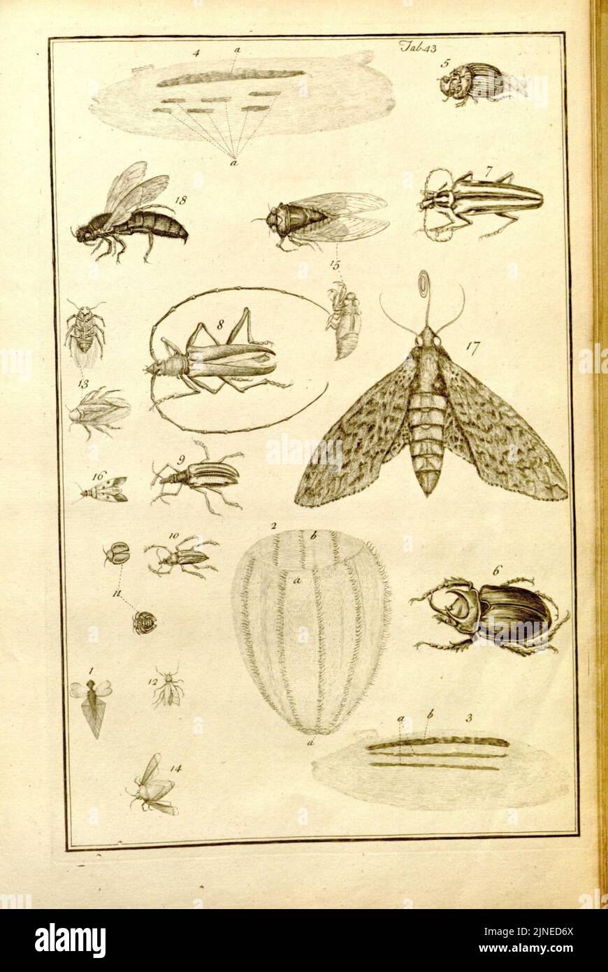 La fonction et l'histoire naturelle de la Jamaïque (tab. 41) (8141567547) Banque D'Images