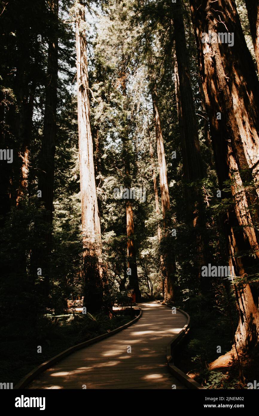 Chemin dans la forêt. Sentier vide dans les bois, entouré de grands vieux séquoias (Sequoioideae). Photo prise en Californie, États-Unis Banque D'Images