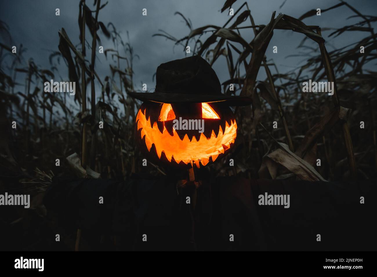 Épouvantail avec tête de citrouille dans un chapeau et manteau sur le champ de maïs de nuit. Un concept effrayant pour les fêtes d'Halloween. Arrière-plan de Halloweens Banque D'Images Épouvantail avec tête de citrouille dans un chapeau et manteau sur le champ de maïs de nuit. Un concept effrayant pour les fêtes d'Halloween. Arrière-plan de Halloweens Banque D'Images
