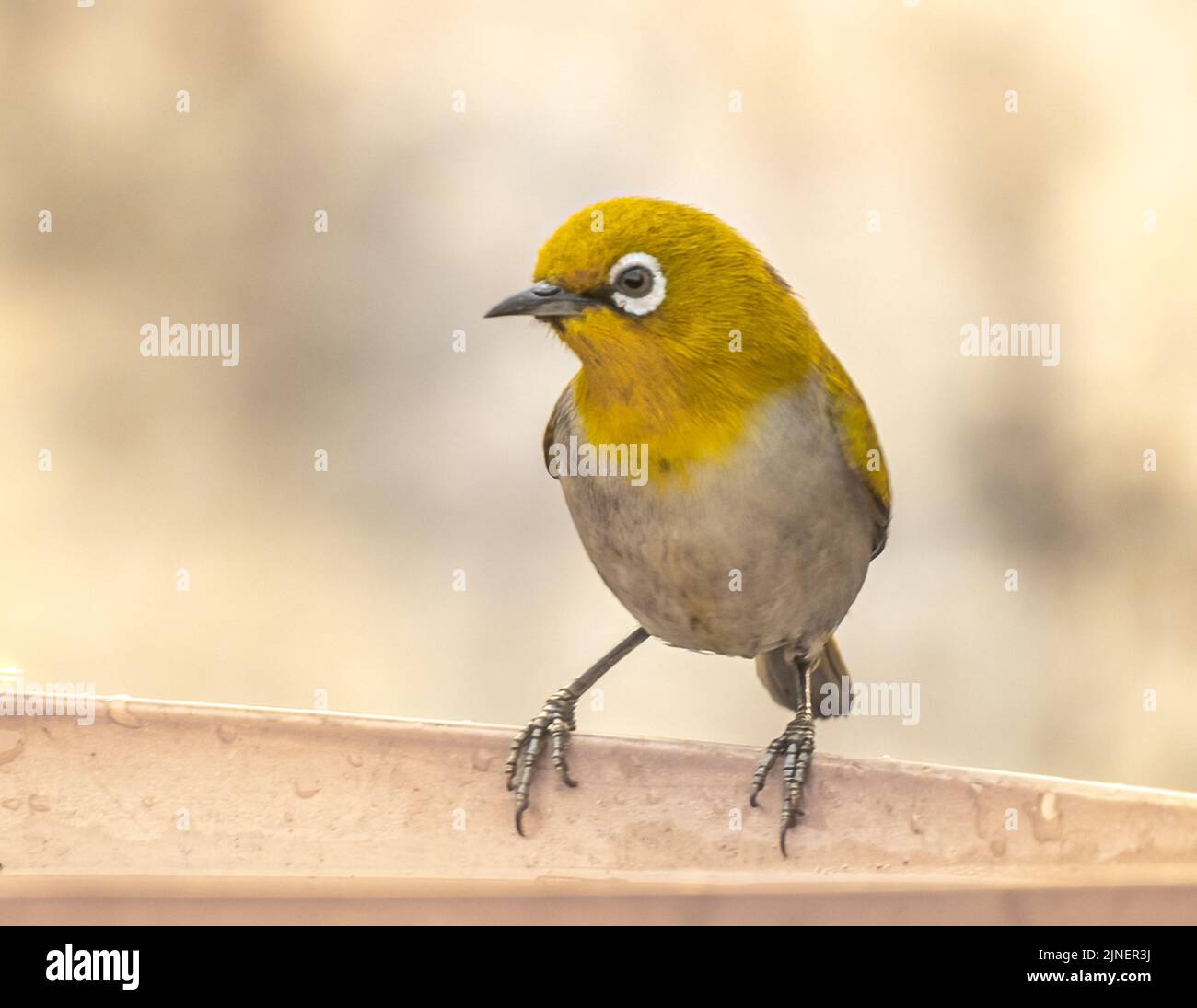 Portrait d'un oiseau à l'œil blanc oriental sur une source d'eau Banque D'Images