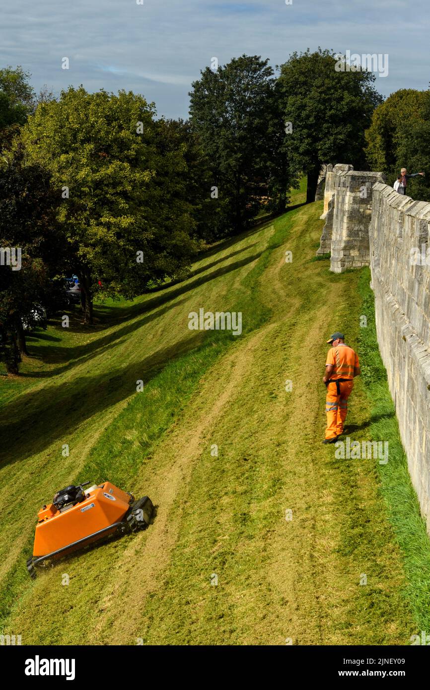 Pelouse tondue par un robot de tonte orange commandé à distance (KommTek RoboFlail) et un travailleur à haute visibilité - murs historiques de la ville de York, Yorkshire, Angleterre, Royaume-Uni. Banque D'Images