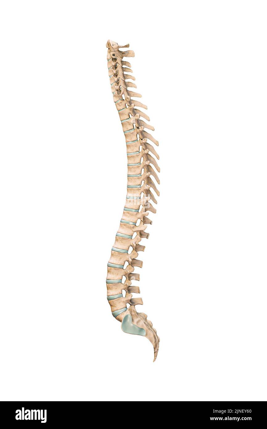 Vue latérale ou de profil précise des os ou vertèbres du rachis humain isolés sur fond blanc 3D illustration de rendu. Graphique anatomique vierge. Ana Banque D'Images