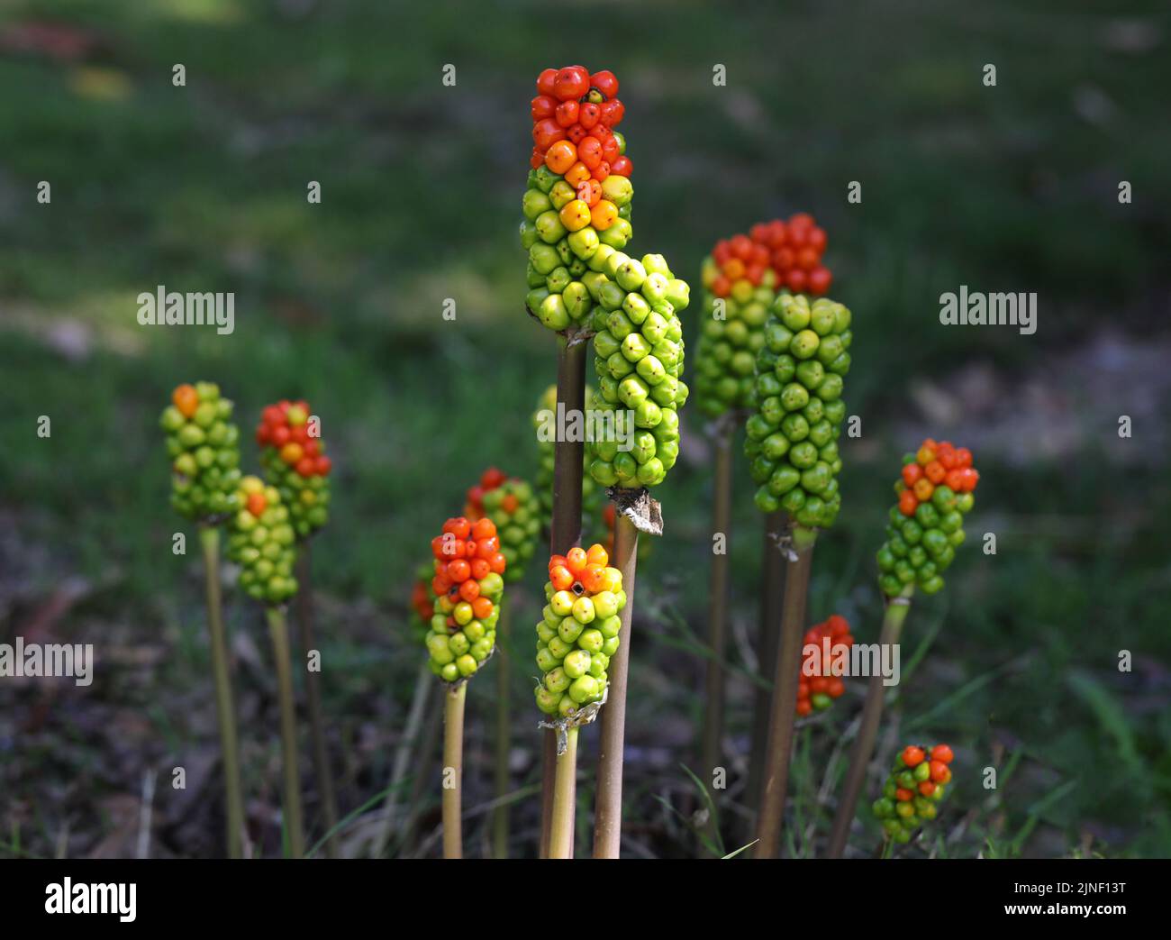 Plante toxique / Arum italicum / Italian Lords-and-Ladies Photo Stock -  Alamy