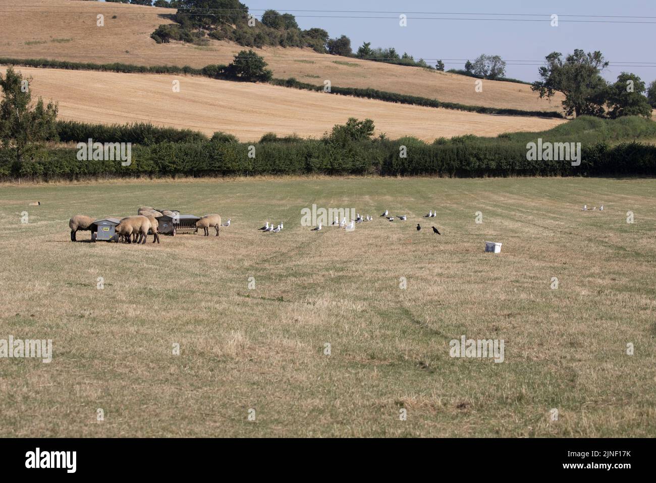 Des goélands à dos noir plus grands Larus marinus se rassemblent à l'intérieur des terres près du mangeoire à moutons dans des conditions de sécheresse sévère Cotswolds août 2022 UKCostwolds Royaume-Uni Banque D'Images