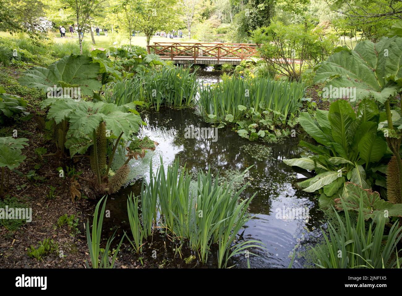 Feuilles de la rhubarbe géante Gunnera tinctoria avec une passerelle rouge nehind dans le jardin aquatique RHS Garden Rosemoor North Devon Banque D'Images