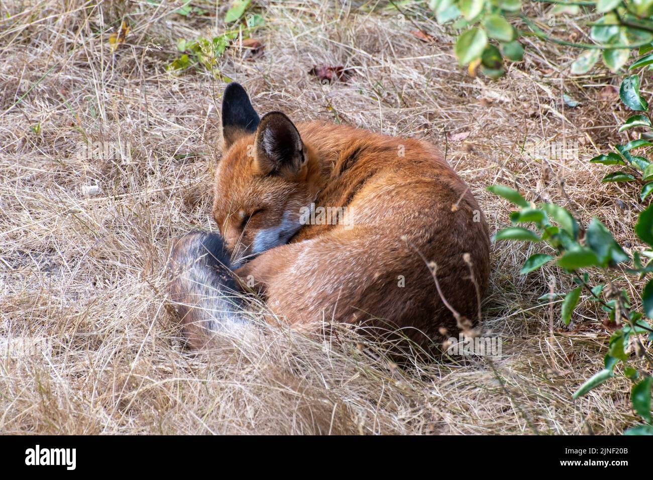 Un renard (Vulpes vulpes) qui dormait au milieu d'une longue herbe brune dans un jardin à l'arrière pendant la vague de chaleur estivale, août 2022, Hampshire, Angleterre, Royaume-Uni Banque D'Images