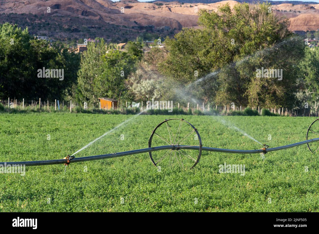 Un système d'irrigation de ligne de roue ou de sidéroll arroser un champ de foin de luzerne près de Moab, Utah. Banque D'Images