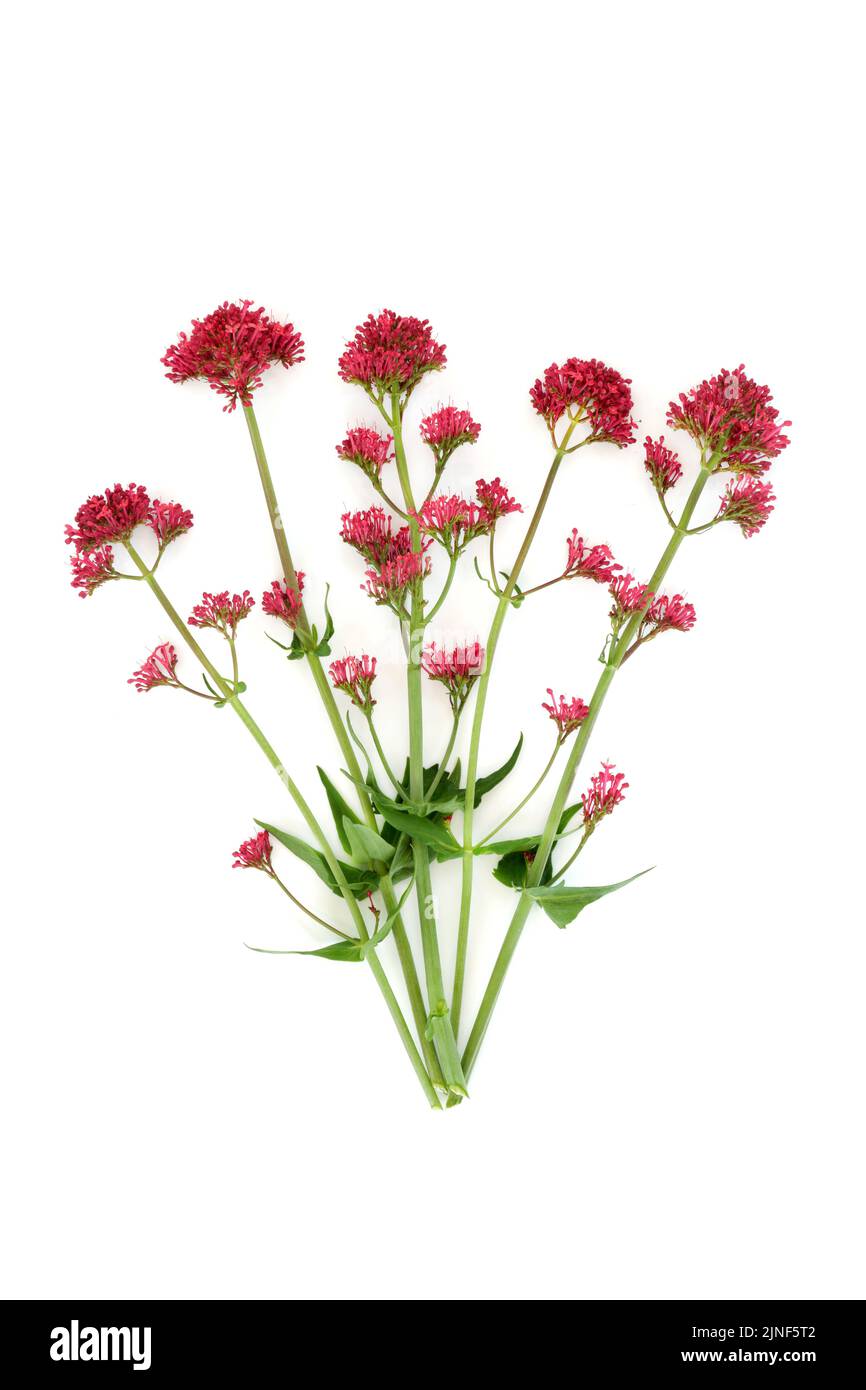 Plante d'herbe de valériane rouge. Les fleurs peuvent être utilisées pour faire du parfum. Composition minimale de l'étude de la nature botanique. Sur fond blanc. Valeriana officinalis. Banque D'Images