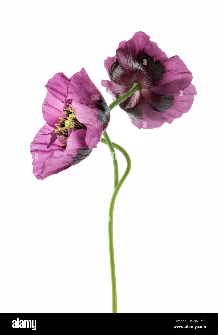 Deux coquelicots violets en fleur sur fond blanc Banque D'Images