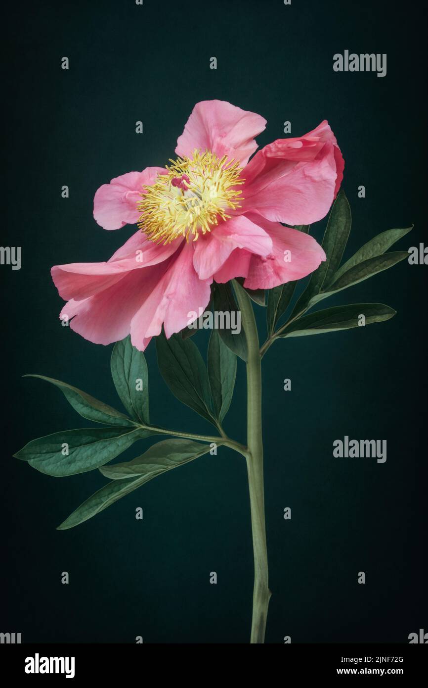 Pivoine rouge sur fond sombre texturé Banque D'Images