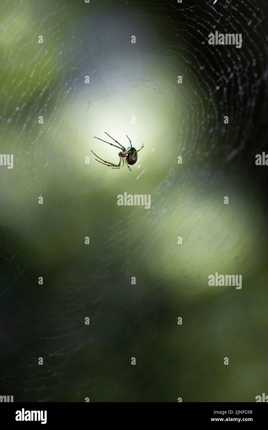 L'araignée Joro invasive fait une toile dans la forêt Banque D'Images