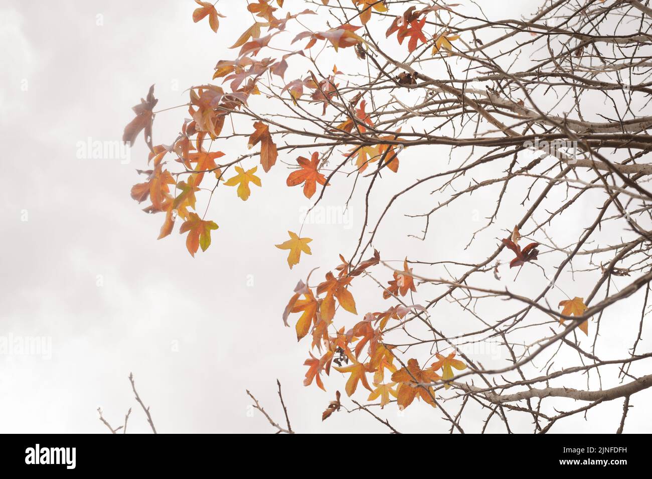 Feuilles d'automne de l'érable canadien, un arbre exotique populaire pour sa valeur décorative dans la vallée du Kamberg en Afrique du Sud, dans les montagnes du Drakensberg Banque D'Images