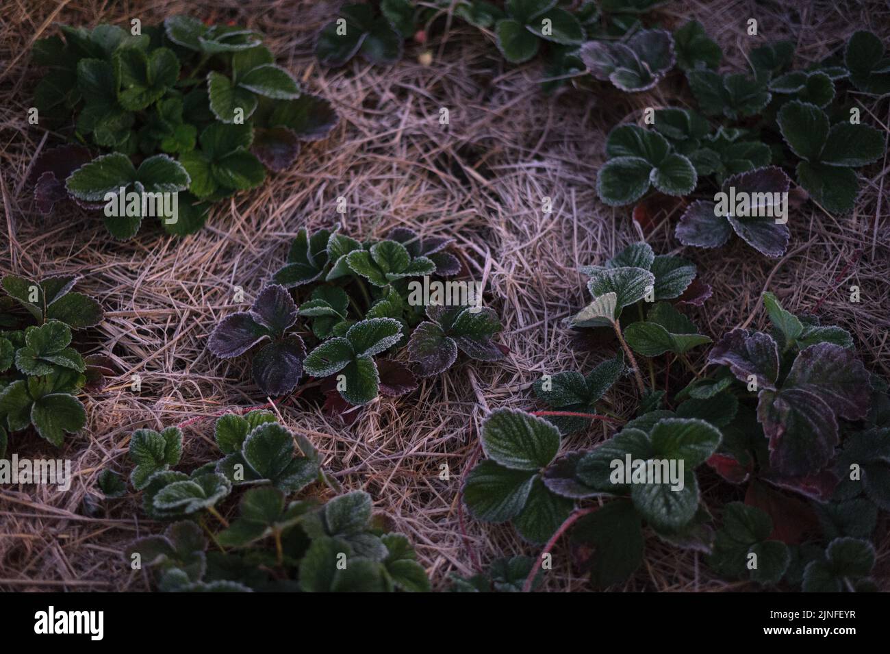 Des gelées matinales ajoutent un glaçage aux fraisiers qui poussent pendant les mois d'hiver de l'hémisphère Sud dans la vallée de Kamberg en Afrique du Sud Banque D'Images