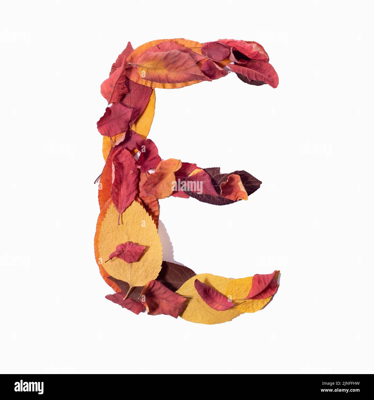 la lettre e isole les feuilles d'automne sur fond blanc. Banque D'Images