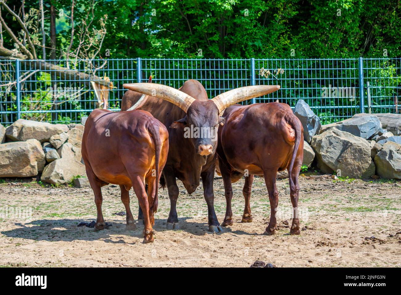 Le bétail ankole (nom latin Bos primigenius F. taurus) atusi animal. Banque D'Images