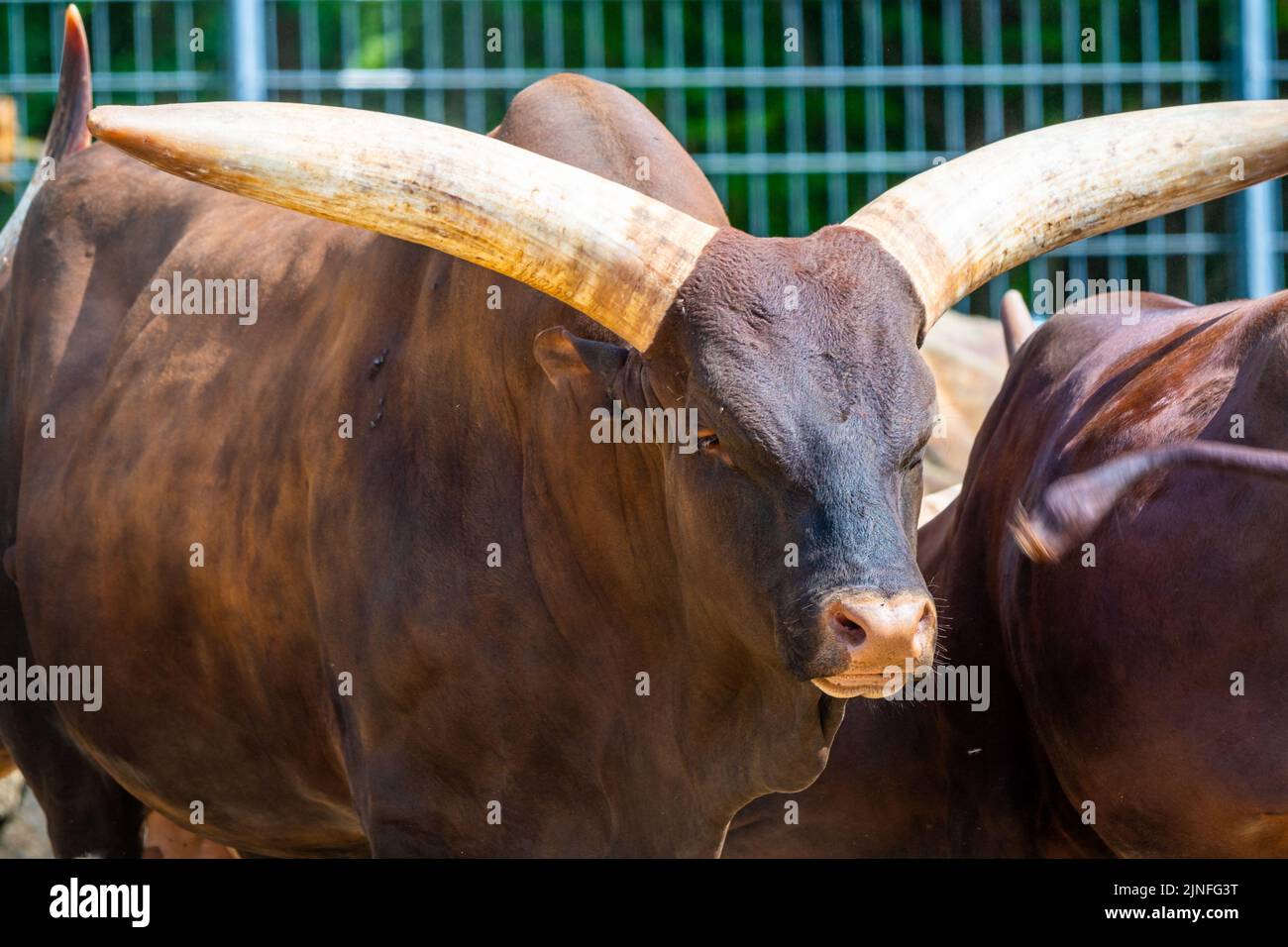 Le bétail ankole (nom latin Bos primigenius F. taurus) atusi animal. Banque D'Images