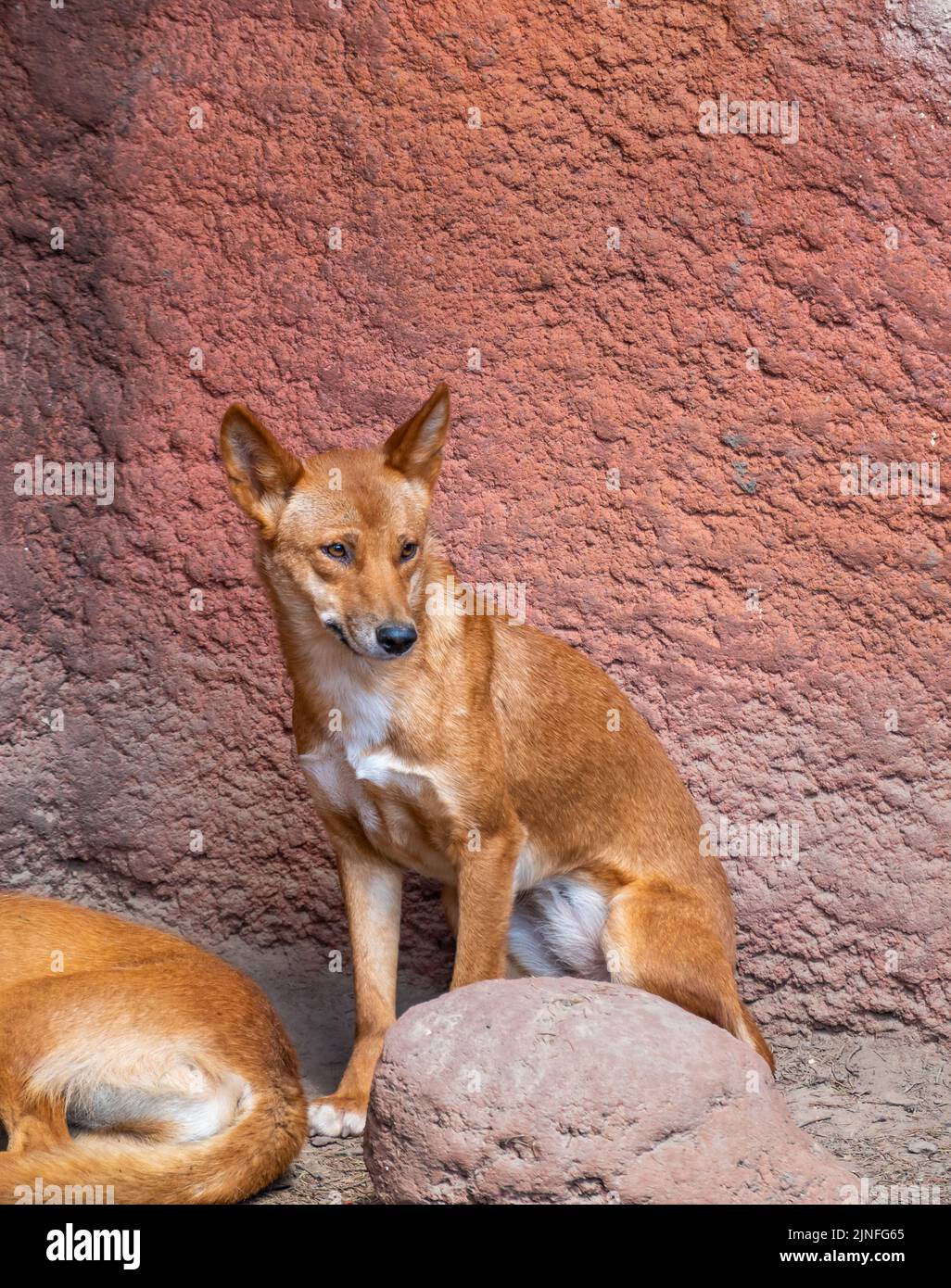 Le chien de Dingo (nom latin Canis lupus dingo) repose au sol. Banque D'Images