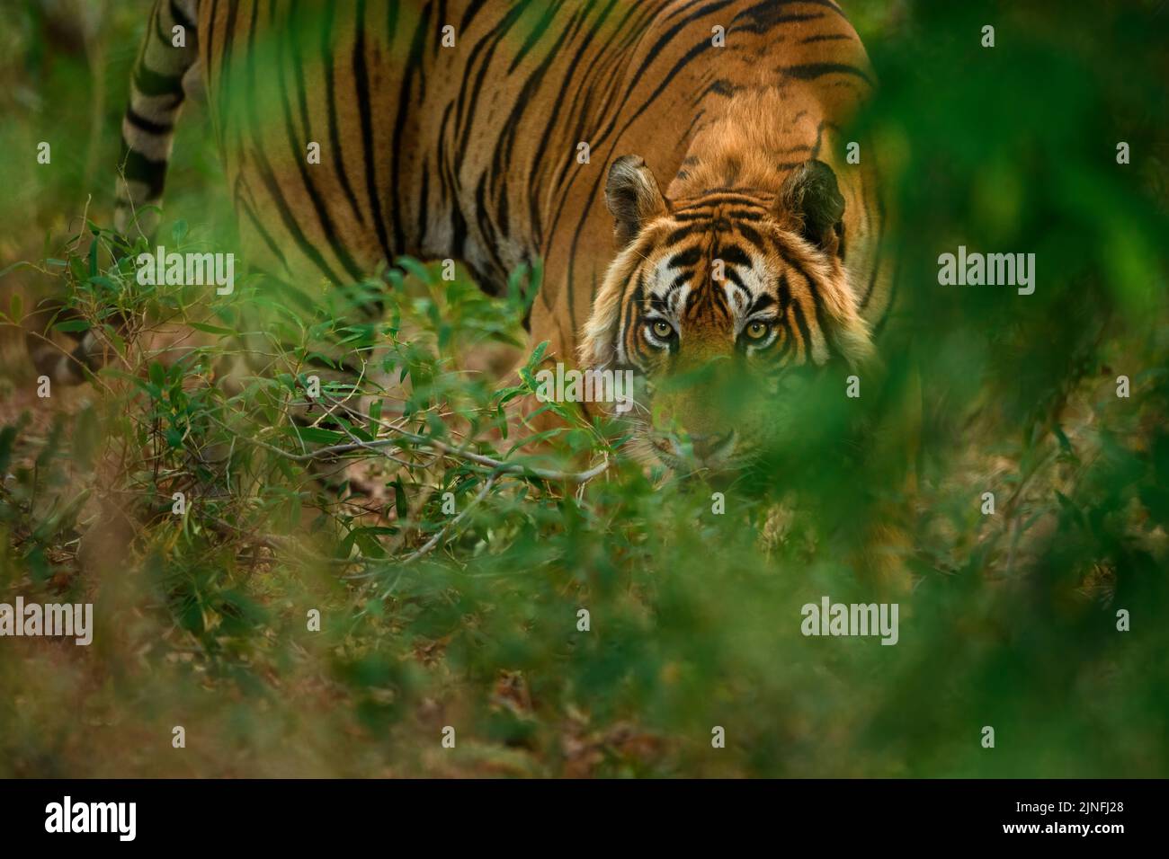 Portrait d'un tigre mâle regardant intensément de derrière des plantes de prune Java à Ranthambhore Banque D'Images