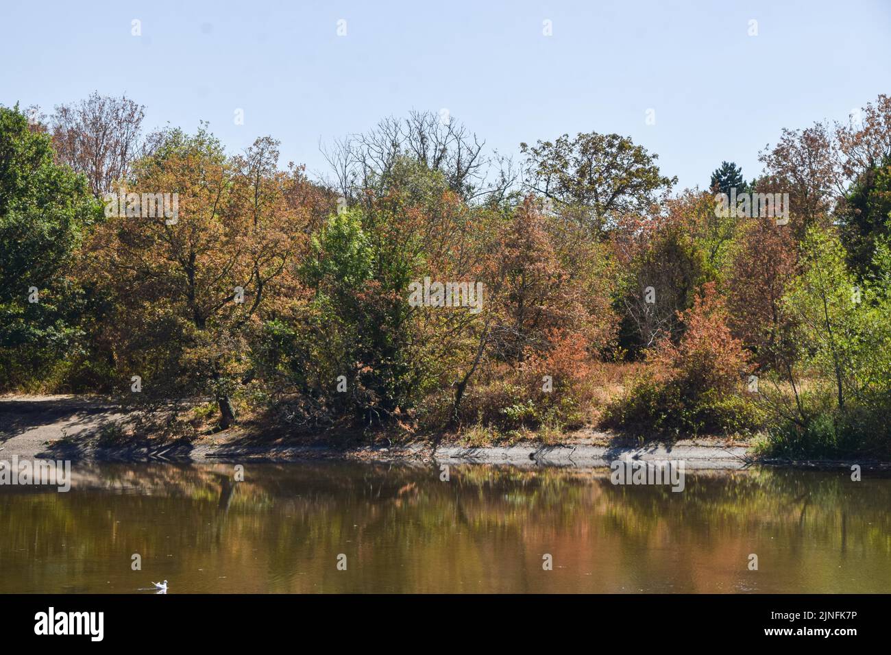 Londres, Royaume-Uni. 11th août 2022. Les couleurs de l'automne arrivent tôt dans le parc Wanstead, dans le nord-est de Londres, alors que les vagues de chaleur et la sécheresse causées par le changement climatique se poursuivent au Royaume-Uni. Credit: Vuk Valcic/Alamy Live News Banque D'Images