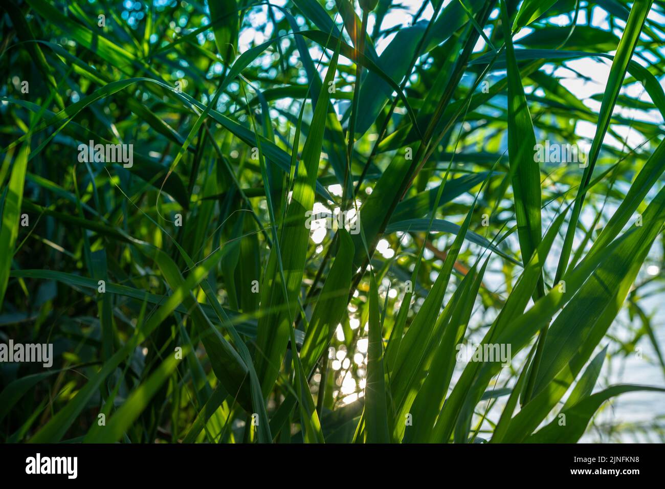 Paysage avec roseaux sur le fond de la surface de l'eau Banque D'Images