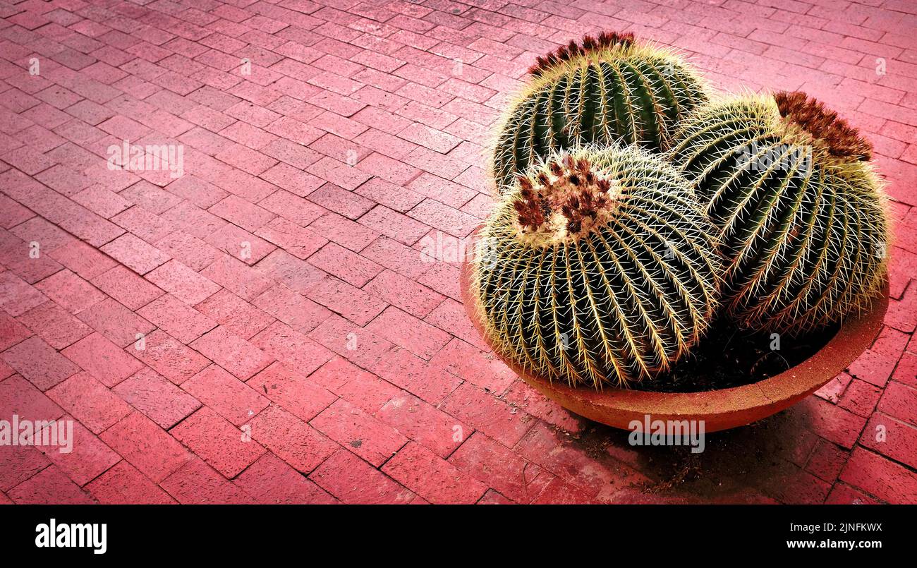 Plusieurs cactus plante en pot sur le patio de la maison pour la décoration terrasse en brique Banque D'Images