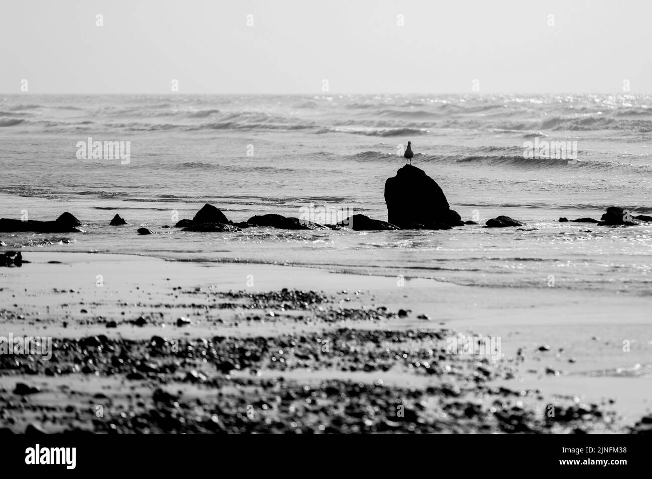 Un mouette et des rochers de mer en noir et blanc au Maroc Banque D'Images
