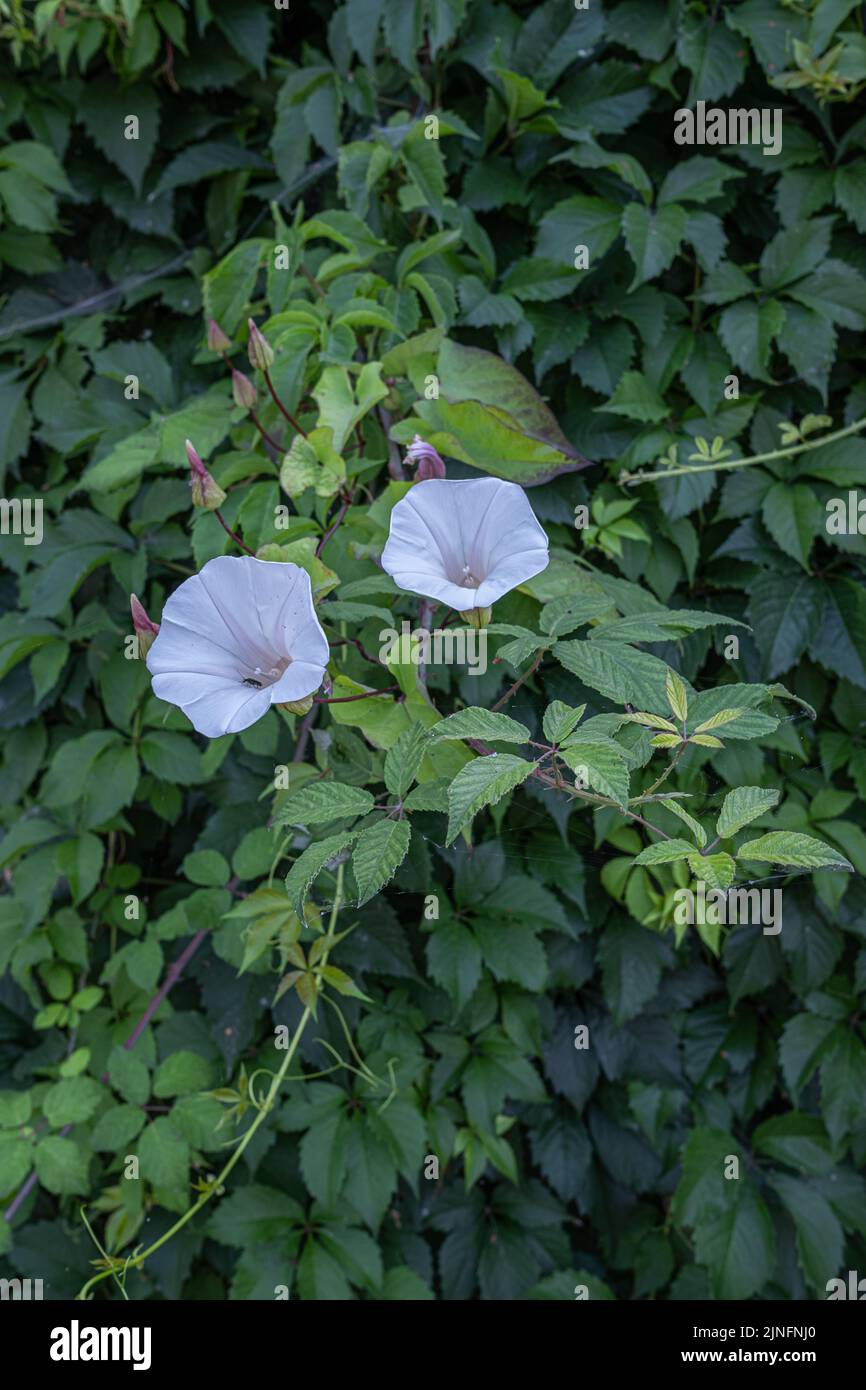Fleurs blanches d'Ipomoea violacea poussant sur le mur de la Virginie rampante Banque D'Images