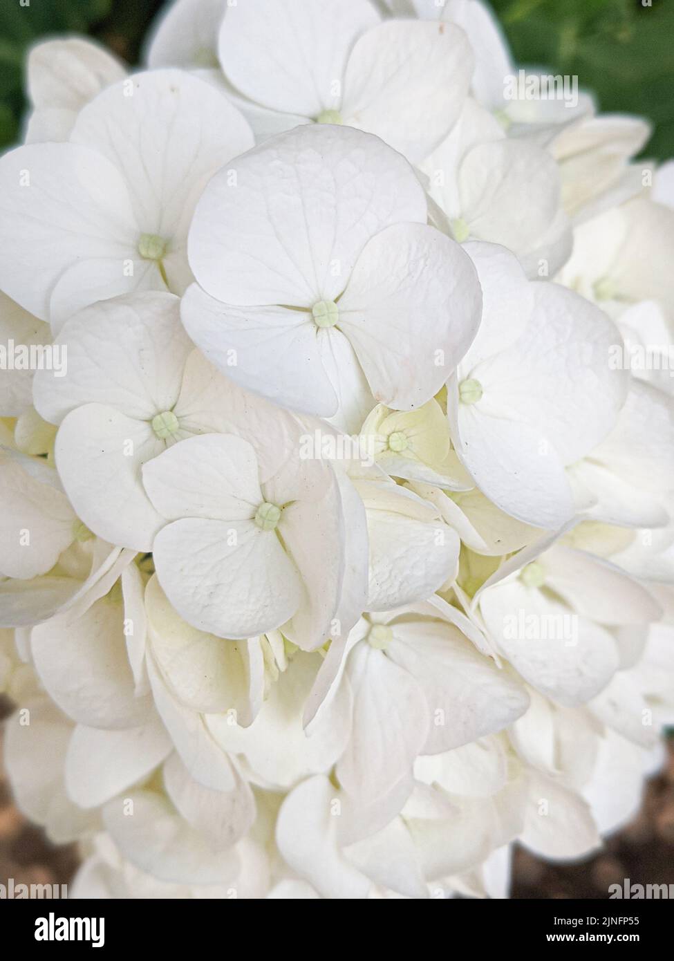 Tête de fleur d'hortensia blanche en fleur Banque D'Images