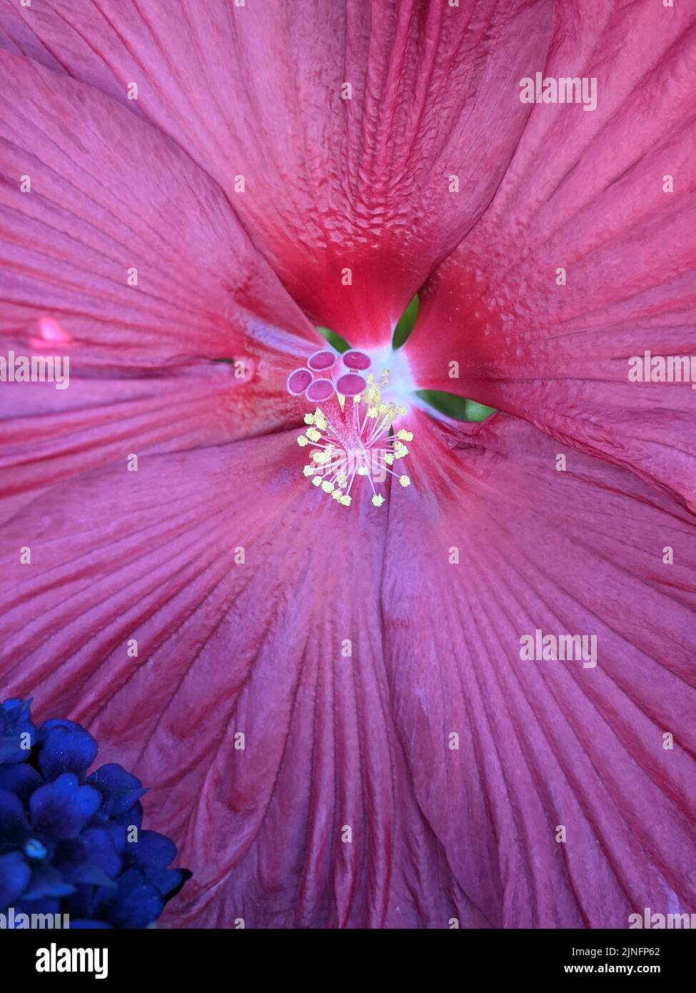 Tête de fleur d'hibiscus rouge en détail Banque D'Images