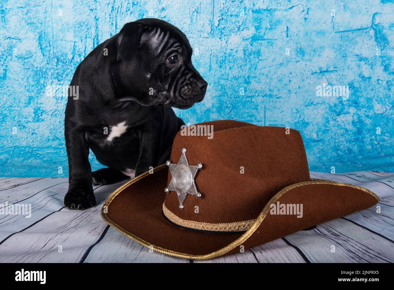 Chien américain Staffordshire Bull Terrier de race noire mâle avec chapeau sur fond bleu Banque D'Images