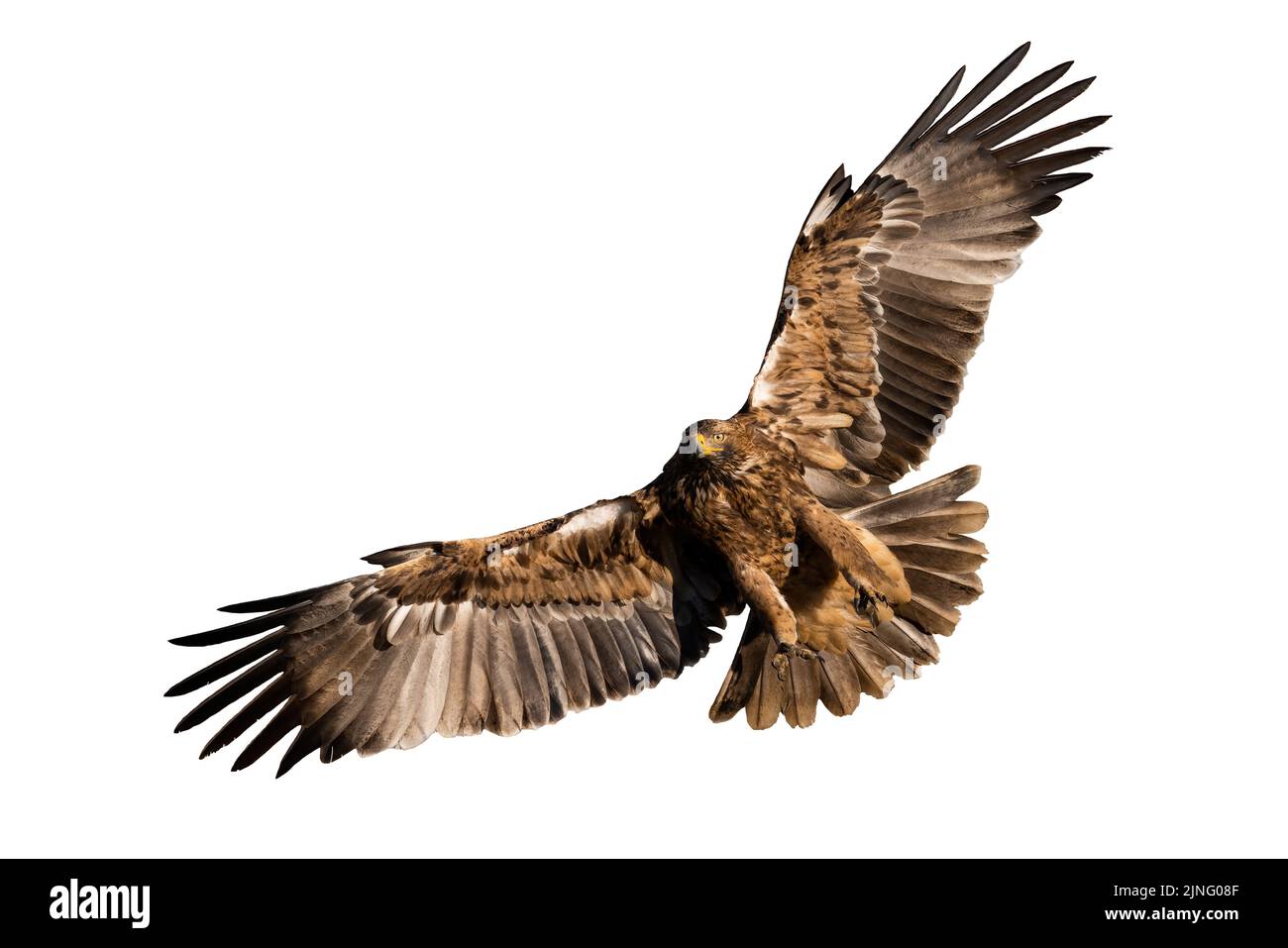 Aigle impérial de l'est en vol isolé sur fond blanc Banque D'Images Aigle impérial de l'est en vol isolé sur fond blanc Banque D'Images