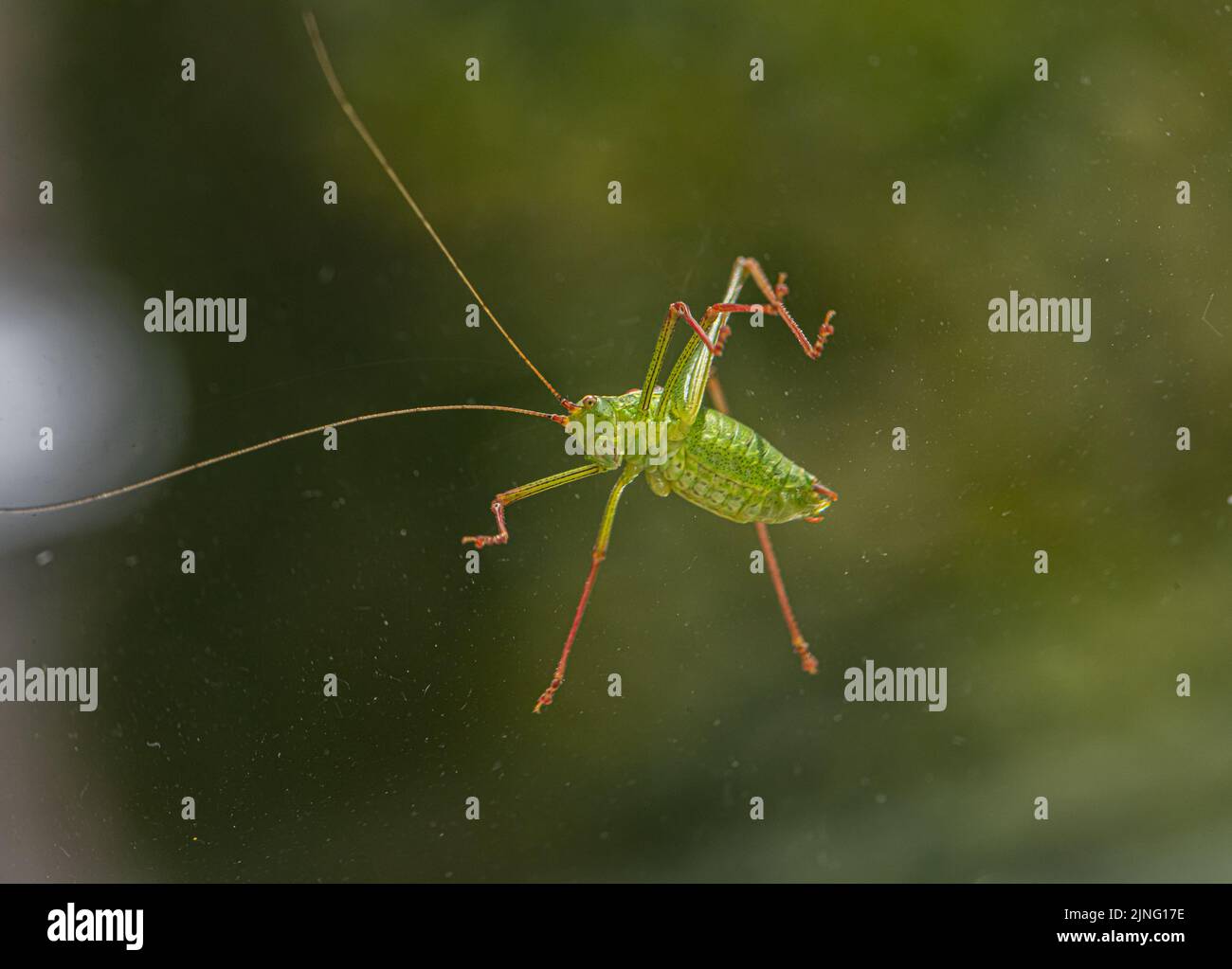 cricket collé sur un verre avec un arrière-plan bokeh Banque D'Images
