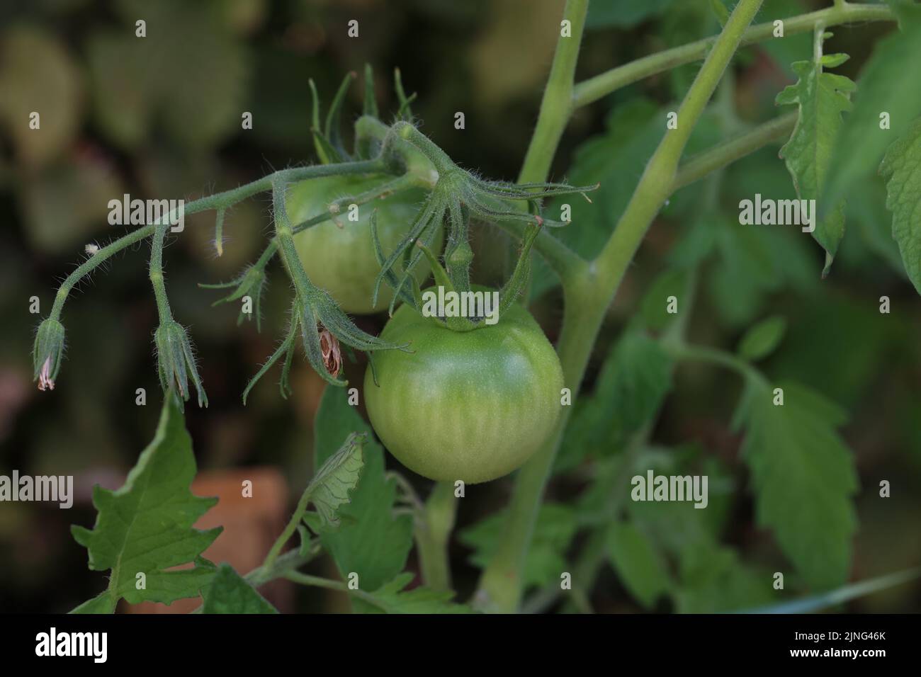 Les tomates vertes mûrissent sur un Bush dans un jardin. Banque D'Images