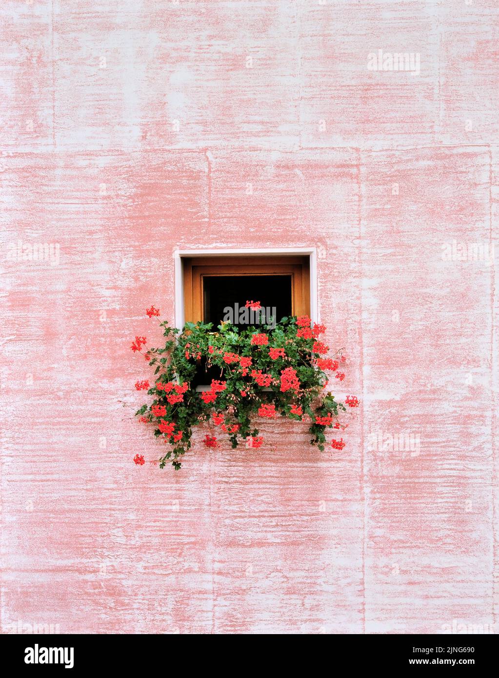 Fleurs sur le rebord de la fenêtre, Geranium. Banque D'Images