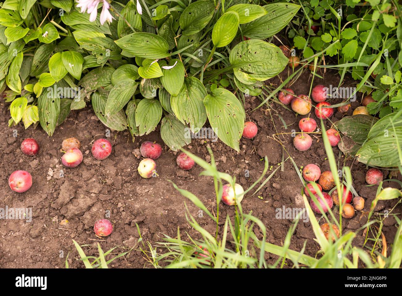Pommes tombées dans un verger . Pommes industrielles . Récolte . Arrièreplan des pommes. Les