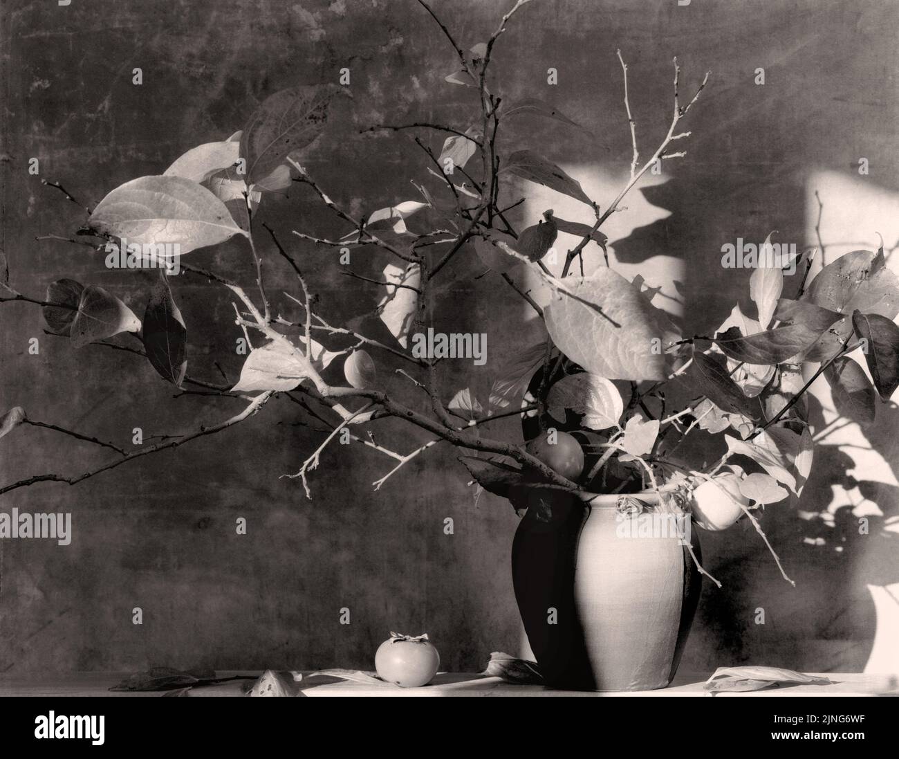 Plantes sèches, kaki, kaki Diospyros. Banque D'Images