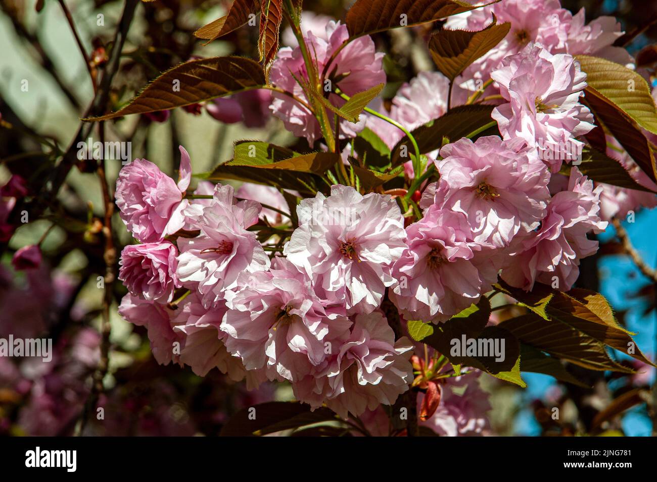 Plante, Prunus Kanzan, cerise à fleurs. Banque D'Images