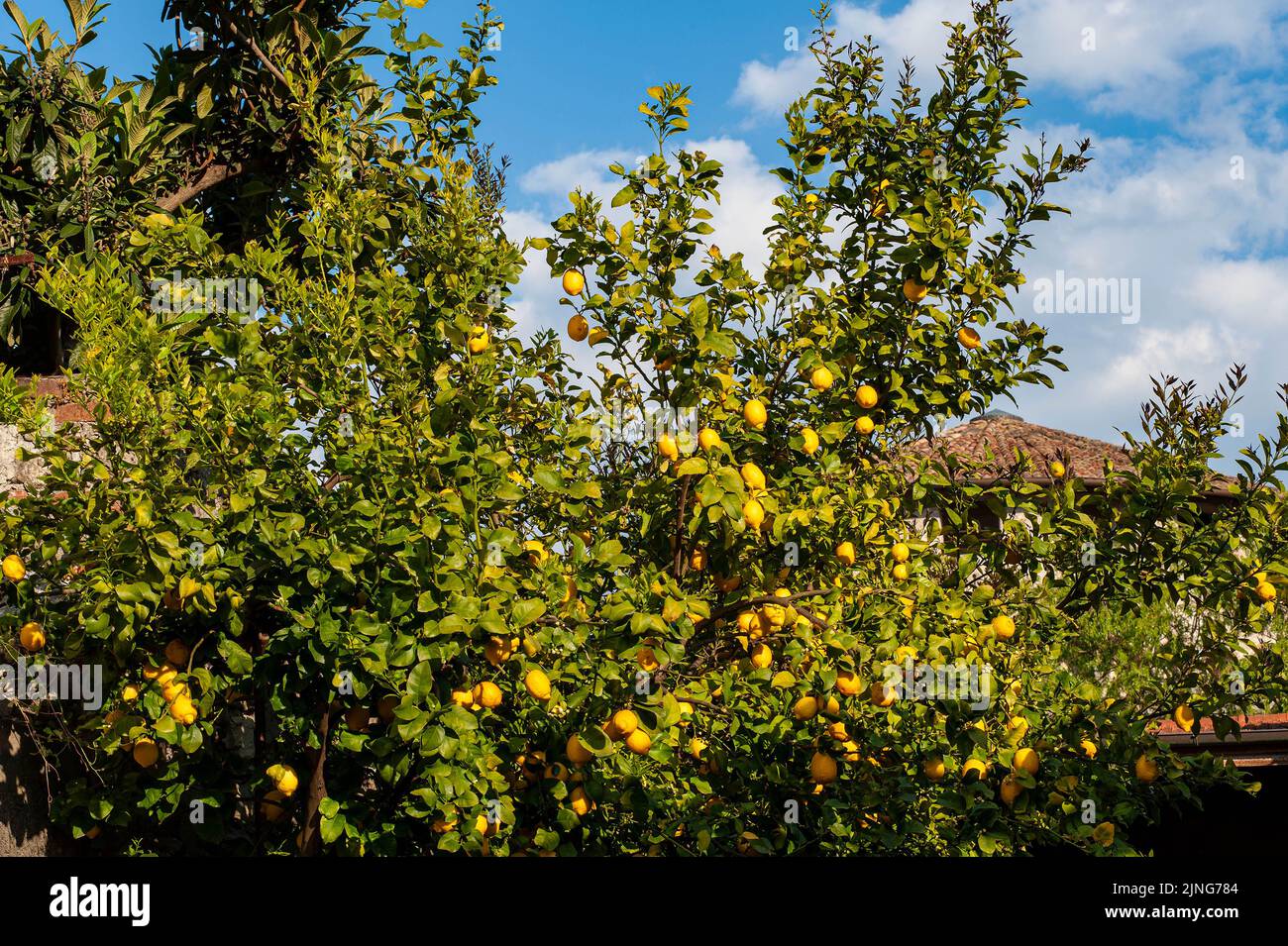 Jardin, citronniers. Banque D'Images