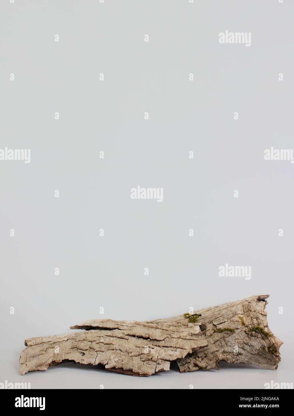 écorce vide de l'arbre podium minimalisme sur fond gris. Copier l'espace, placer pour le texte. Photo verticale Banque D'Images
